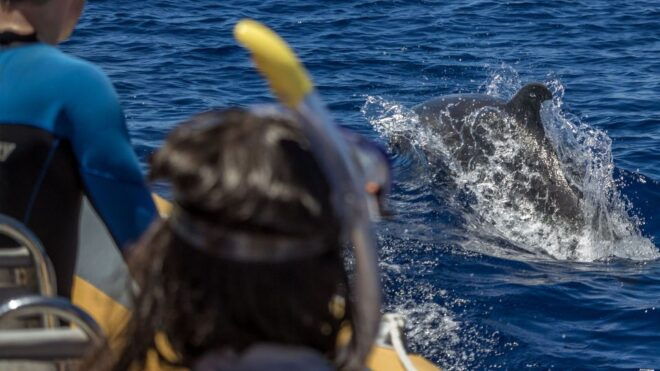 Azores: Swim With Dolphins Atlantic Experience - Location and Directions