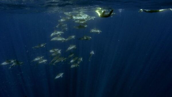 Azores: Swim With Dolphins Atlantic Experience - Cancellation Policy