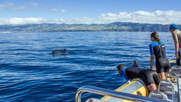 Azores: Swim With Dolphins Atlantic Experience - Safety and Guidelines