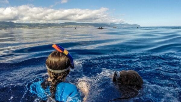 Azores: Swim With Dolphins Atlantic Experience - The Sum Up