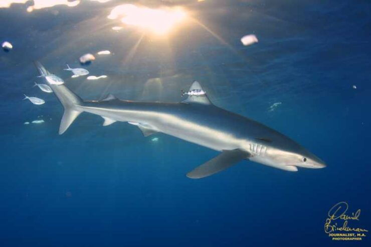 Azores: Swimming With the Sharks - Booking and Cancellation