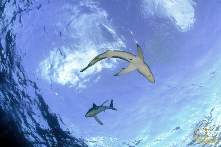 Azores: Swimming With the Sharks - Inclusions and Exclusions