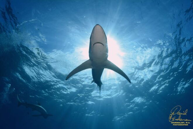 Azores: Swimming With the Sharks - Shark Behavior and Safety