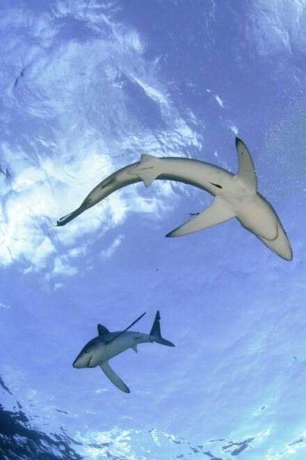 Azores: Swimming With the Sharks - Preparing for the Adventure