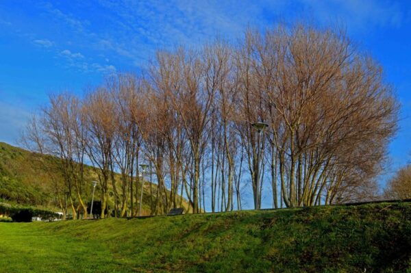 Azores: Terceira Island Full-Day Tour - Authentic Food and Traditions