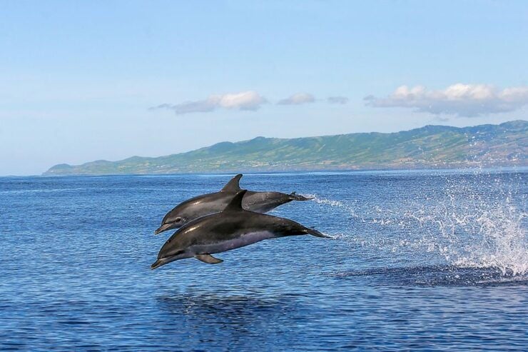 Azores: Whale Watching and Islet Boat Tour - Activity Details and Logistics
