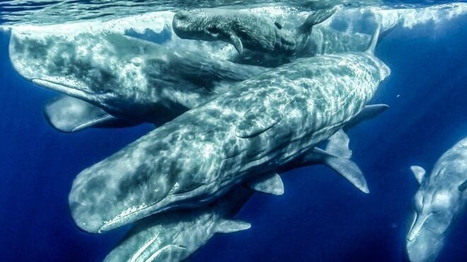Azores: Whale Watching and Islet Boat Tour - Full Description of the Activity