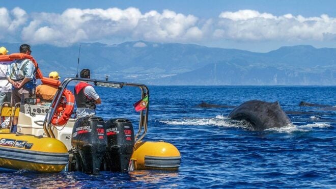 Azores: Whale Watching and Islet Boat Tour - Tips for a Successful Whale Watching Experience