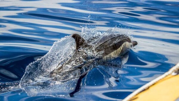 Azores: Whale Watching and Islet Boat Tour - Customer Reviews and Testimonials