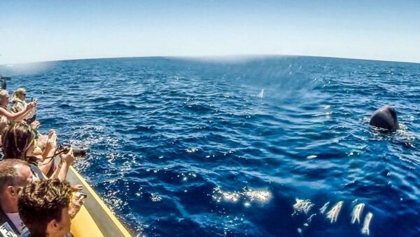 Azores: Whale Watching and Islet Boat Tour - The Sum Up and Final Thoughts