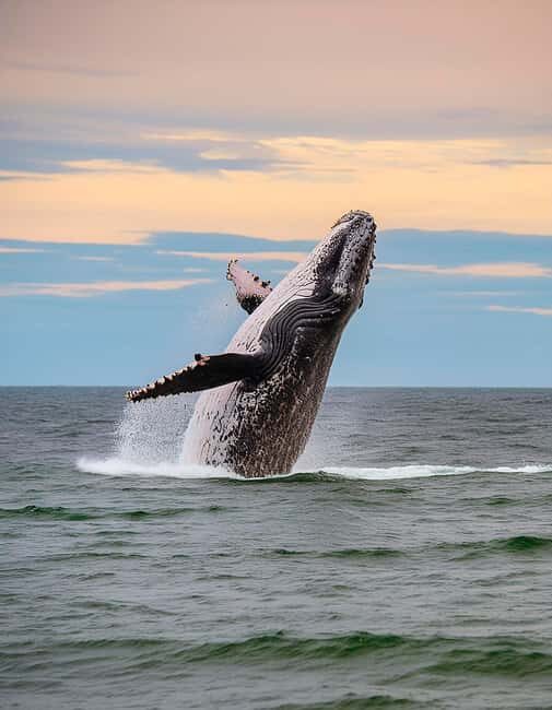 Azores: Whale Watching & Islet Boat Tour w/ Marine Biologist - Introduction