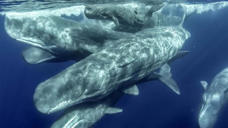 Azores: Whale Watching & Islet Boat Tour w/ Marine Biologist - Practical Details & Value