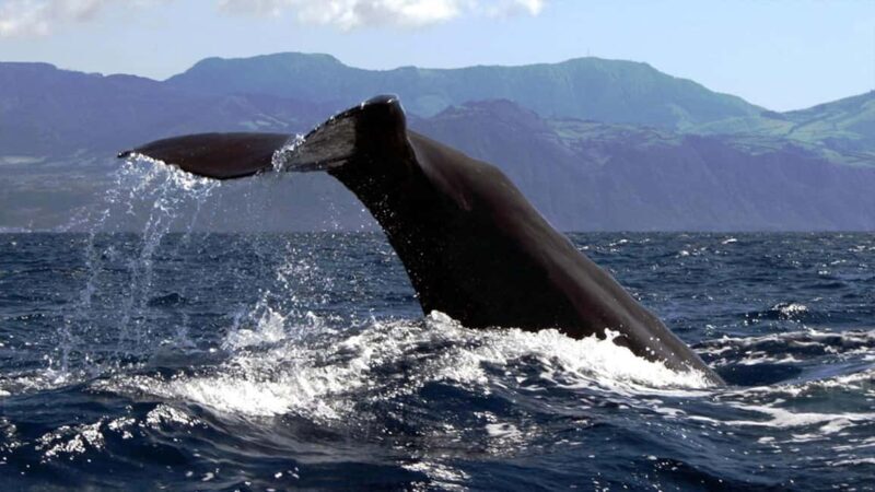 Azores: Whale Watching & Islet Boat Tour w/ Marine Biologist - Why This Tour Works for Different Travelers