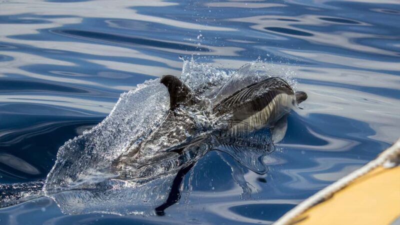 Azores: Whale Watching & Islet Boat Tour w/ Marine Biologist - Authentic Experiences and Insider Tips