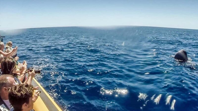 Azores: Whale Watching & Islet Boat Tour w/ Marine Biologist - FAQs