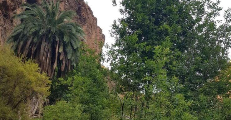 Azuaje Laurisilva Tour - Tour Duration and Guide Information