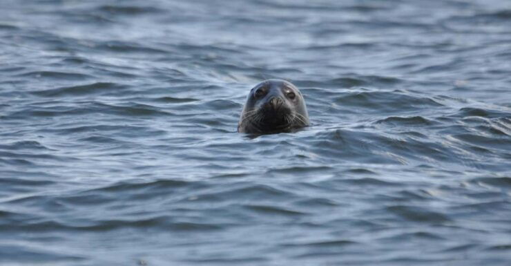 Baabe on Rügen: Seal-Spotting Cruise in the Baltic - Key Points