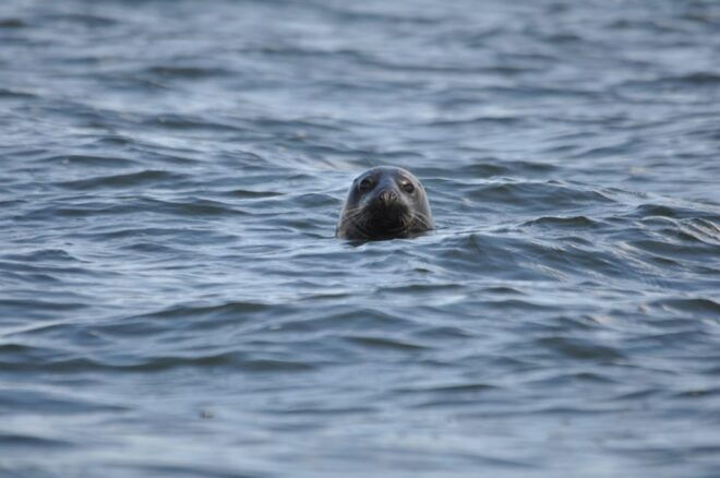 Baabe on Rügen: Seal-Spotting Cruise in the Baltic - Departure Details