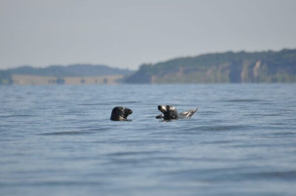 Baabe on Rügen: Seal-Spotting Cruise in the Baltic - Booking Information
