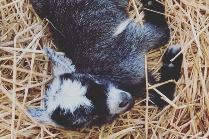 Baby Goat Cuddling and Wine Tour - The Experience in Detail