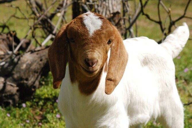 Baby Goat Cuddling and Wine Tour - Why This Tour Is Worth It