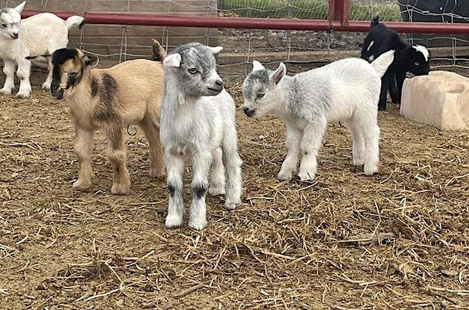 Baby Goat Cuddling and Wine Tour - Who Should Consider This Tour?
