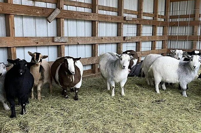 Baby Goat Cuddling and Wine Tour - Final Thoughts