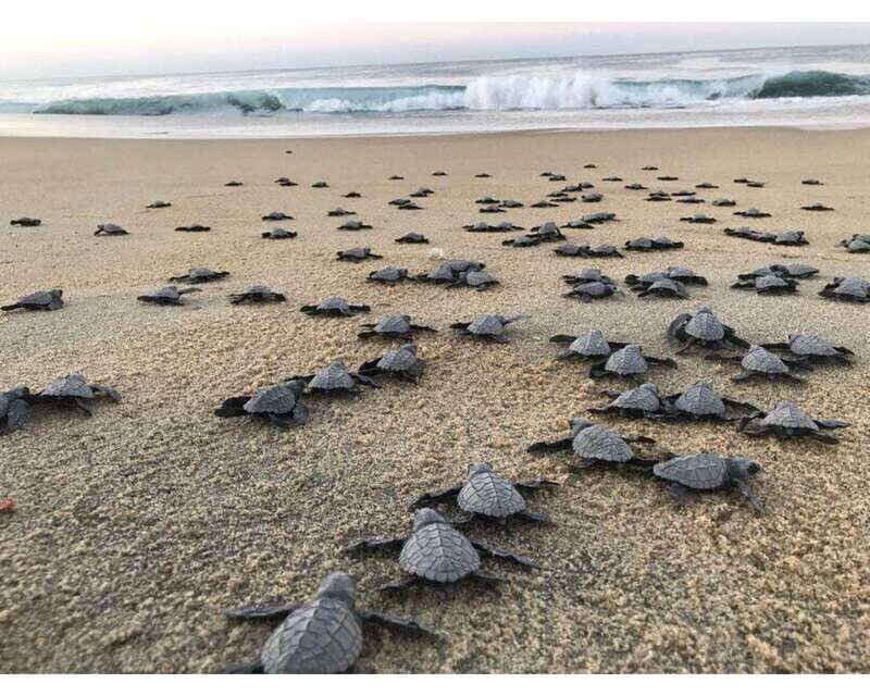 Baby Sea turtles release in Puerto Escondido - Good To Know