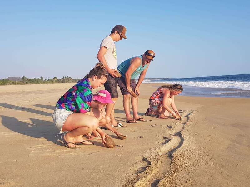 Baby Sea turtles release in Puerto Escondido - An In-Depth Look at the Turtle Release Tour