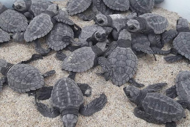 Baby Turtle Release - Operator Information