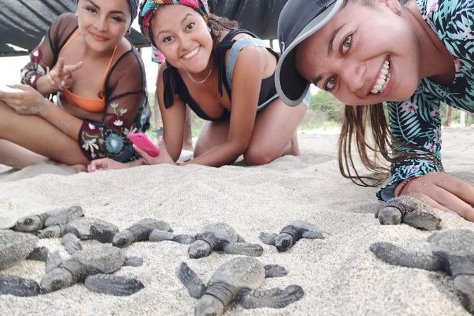 Baby Turtle Release - Additional Information