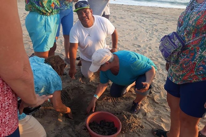 Baby Turtle Release in Coyote Escobilla Beach - Overview and Details