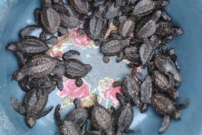 Baby Turtle Release in Coyote Escobilla Beach - Weather and Minimum Travelers