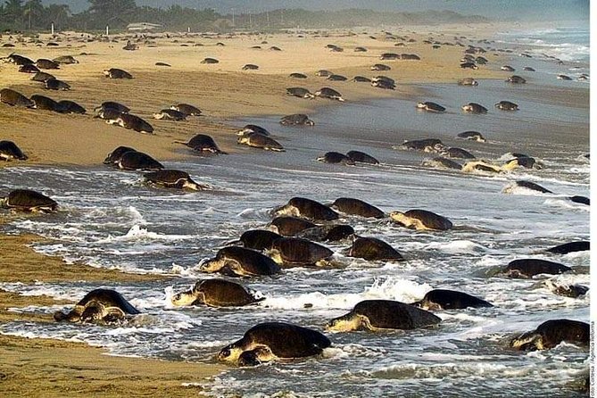 Baby Turtle Release in Coyote Escobilla Beach - Common Questions