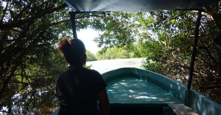 .Baby Turtle Release, Lagoon Boat Ride, and Crocodile Farm - Experiencing Native Wildlife and Scenery