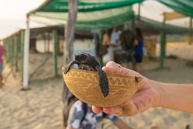 Baby Turtle Release Tour Pick up Courtesy in Puerto Escondido! - Pickup and Meeting Details