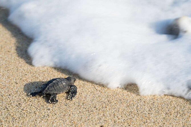 Baby Turtle Release Tour Pick up Courtesy in Puerto Escondido! - Additional Information