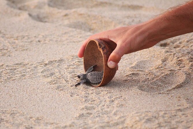 Baby Turtle Release Tour Pick up Courtesy in Puerto Escondido! - Tour Location