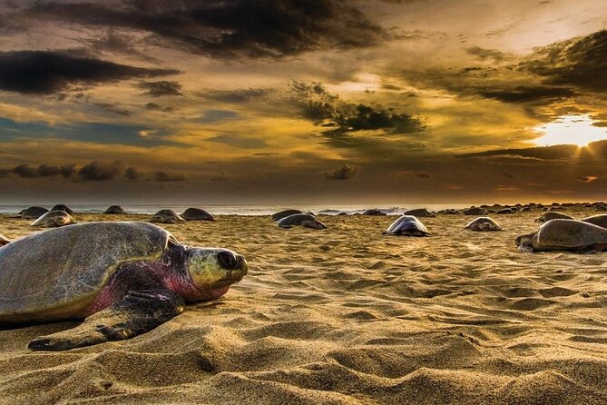 Baby Turtle Release Tour Pick up Courtesy in Puerto Escondido! - Common Questions