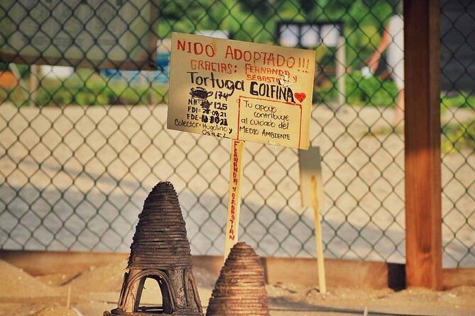 Baby Turtle Release Tour Pick up Courtesy in Puerto Escondido! - The Sum Up