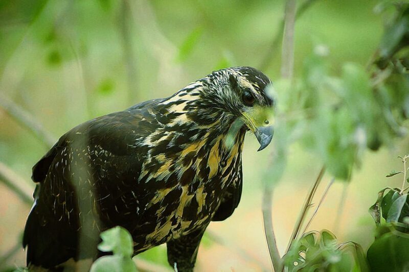 Bacalar: Calakmul Ruins Day Trip with a Stop In The Jungle - Practical Tips