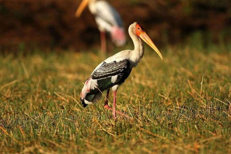 Back to Basics: Siem Reap Village Tour in Cambodia - Authentic, Respectful, and Educational
