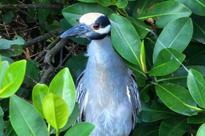 Backwater Wildlife and Boat Tour - Exploring the Backwater Wildlife and Boat Tour in Puerto Rico