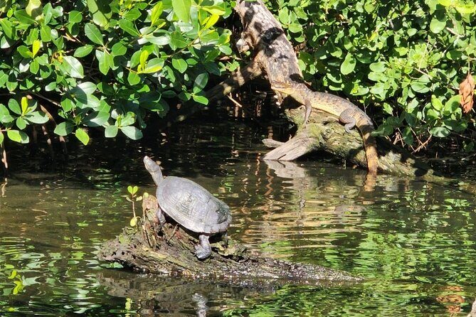 Backwater Wildlife and Boat Tour - The Details of the Backwater Wildlife and Boat Tour
