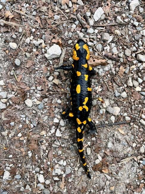 Bad Goisern: Caving & Scenic Hiking Adventure - An In-Depth Look at the Experience