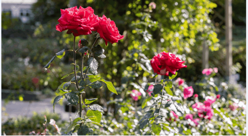 Bad Wörishofen: Rose Garden Tour - What is the Bad Wörishofen Rose Garden Tour?