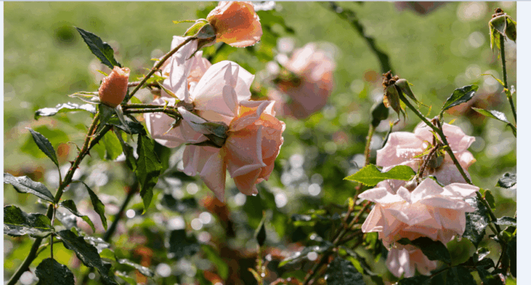 Bad Wörishofen: Rose Garden Tour - The Sum Up