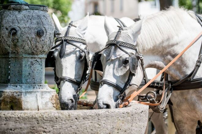Baden-Baden: Private Walking Tour With A Professional Guide - Other Guided Tour Options
