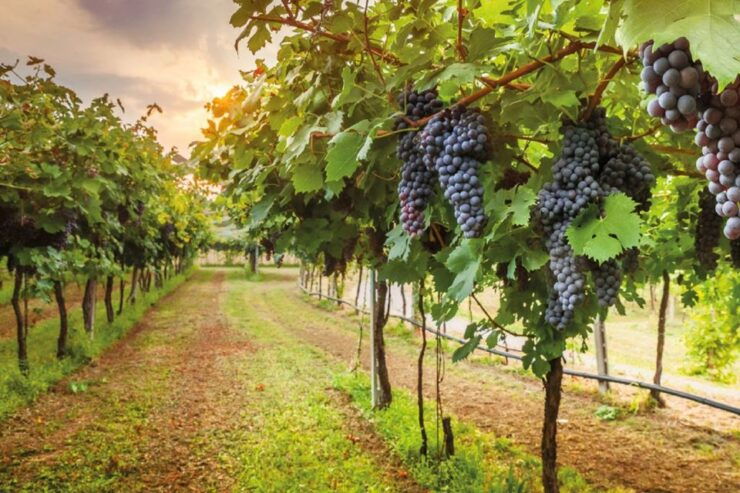 Badesse: Vespa & Chianti Tour in the Tuscan Hills - Activity Overview