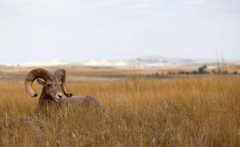 Badlands National Park: Premiere Day Tour - The Itinerary in Detail